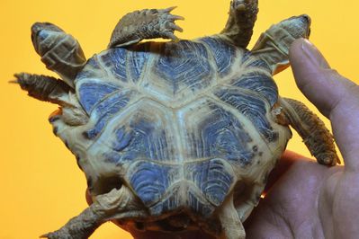 474452-tortue-steppes-siamoise-deux-tetes.jpg