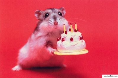 Hamster_anniversaire.jpg