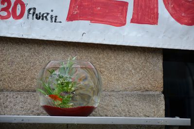 poissons-rouges-Liope-avril-2013.jpg