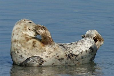 animal phoque divers sourire