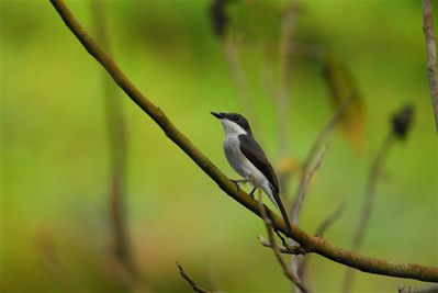 black-winged-flycatcher-shrike-rainforest-disc-center--Smal.jpg