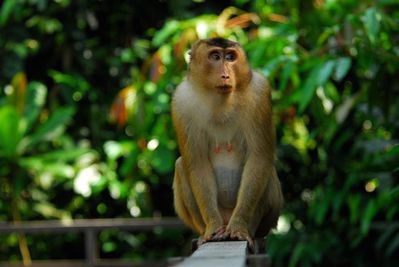 fem-macaque-a-queue-de-cochon-sepilok--Small-.jpg