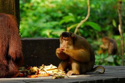 gros-male-macaque-a-queue-de-cochon-sepilok--Small-copie-1.jpg