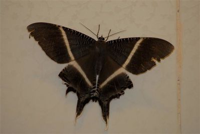 papillon-myne-resort--Small-.jpg