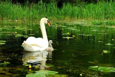 animal-cygne419.jpg
