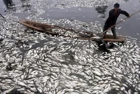 poissons-morts.jpg