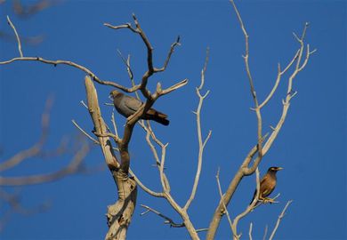 pigeon eversmann jeltorangghy (Small)