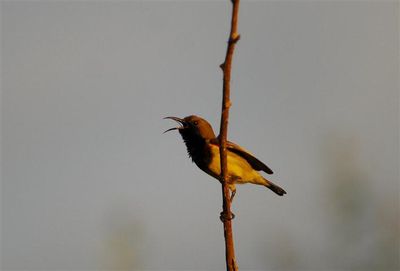 olive-backed-sunbird--Small-.jpg