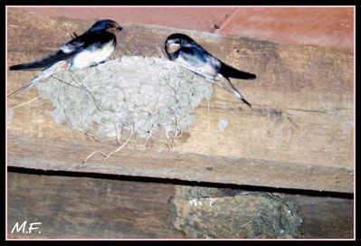 hirondelles-copie-1.jpg