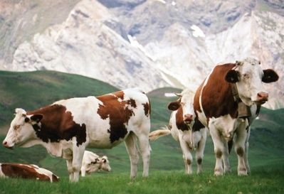 animal vaches arreau france 1223052707-1221231