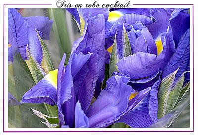 iris-bleus-5.jpg