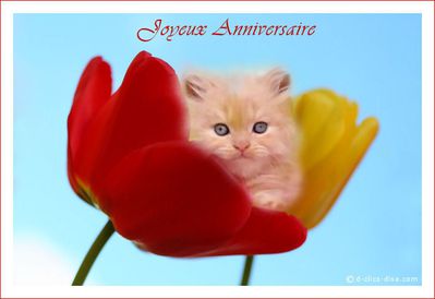 Carte Heureux Anniversaire Chat