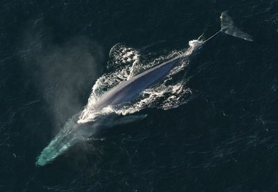 animal-baleine-bleue-487.jpg