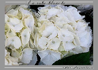 hortensias-3.jpg