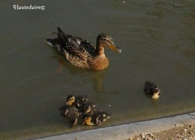 couvee-canards-1.jpg