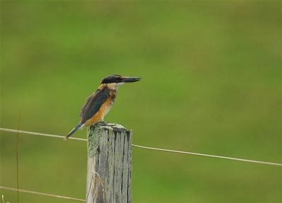 sacred-kingfisher-comorandel--Small-.jpg