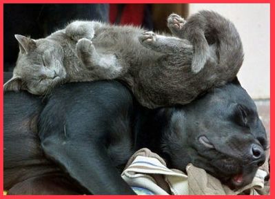 Chat-chien-copie-1.jpg