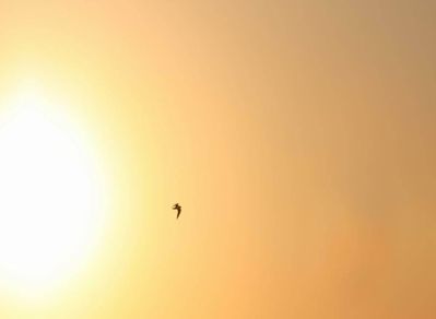 divers oiseau lumiere eternite 4 sans