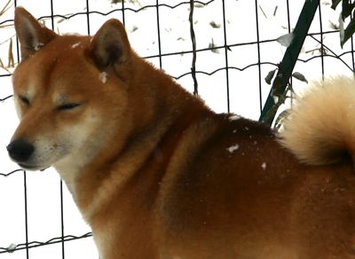 shiba-neige-1
