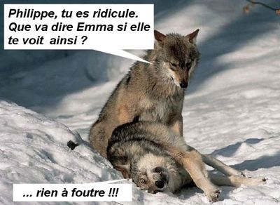 loup-emma-copie-1.jpg