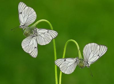 animal-papillon450.jpg