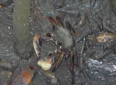 mazra-mangrove-crabe