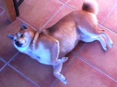 Apprendre à son chien à faire le mort 'PAN' - LE BLOG DU Apprendre à son chien à faire le mort 'PAN' - LE BLOG DU