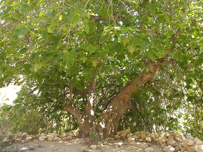 arbre centenaire san pedro