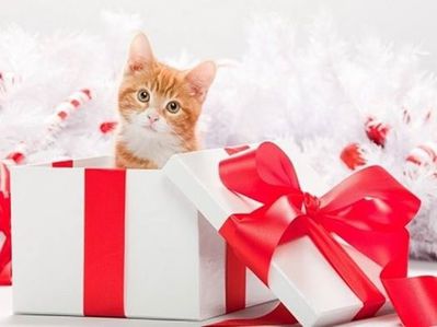 chat cadeau noel fb 4 déc 2014