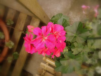 anabrode fleurgeranium rose fuschia