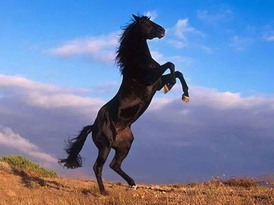 animal-cheval-36.jpg