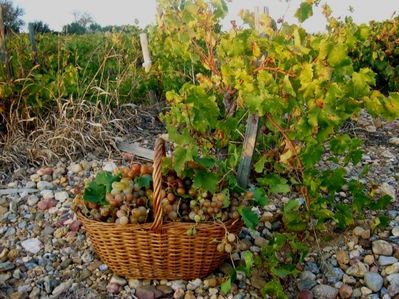 divers vigne raisin raisin 1276611886-1133557