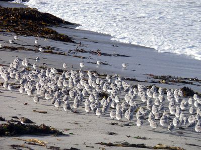 poussins quiberon web