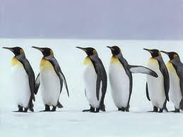 Pingouins du 30