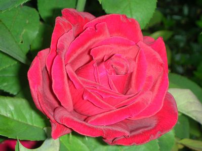 Rose-1.JPG