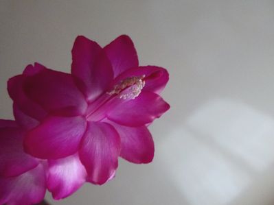 1928-fleur.jpg