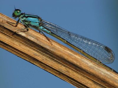Agrion--l-gant-028.jpg