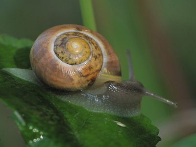 Escargot--6-didier