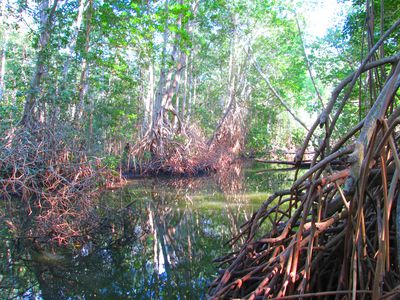 mangrove guatemala