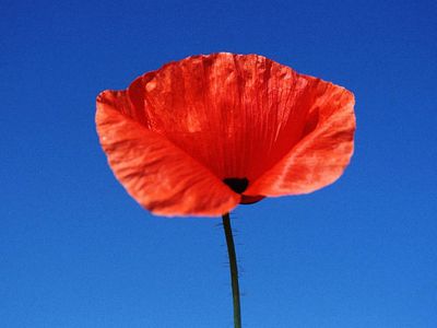 coquelicot.jpg