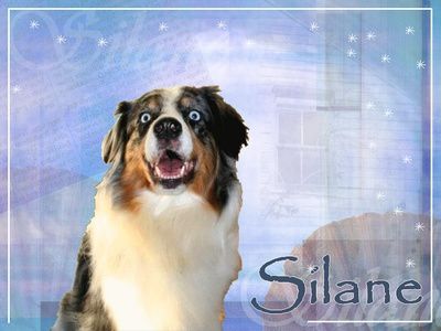 http://img.over-blog.com/400x300/0/53/25/50/articles08/Silane_Anniv.jpg