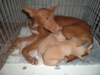 podenca7--Copier-.jpg
