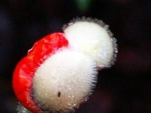 coquelicot2.jpg