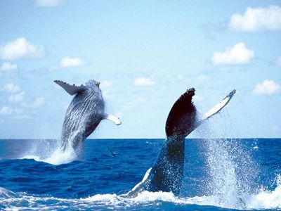 animal baleines 58