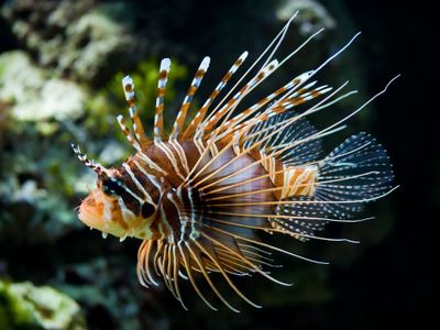 animal-poisson-poisson-lion.jpg