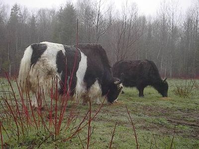 animal-yak-copie-1.jpg