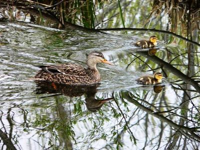 animal-canard7.jpg