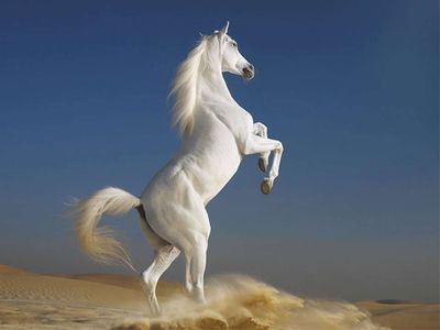 null animal-cheval-blanc-25.jpg