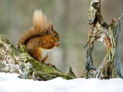 animal-ecureuil-neige-89.jpg