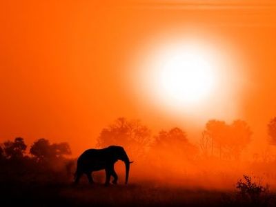 animal elephant soirée
